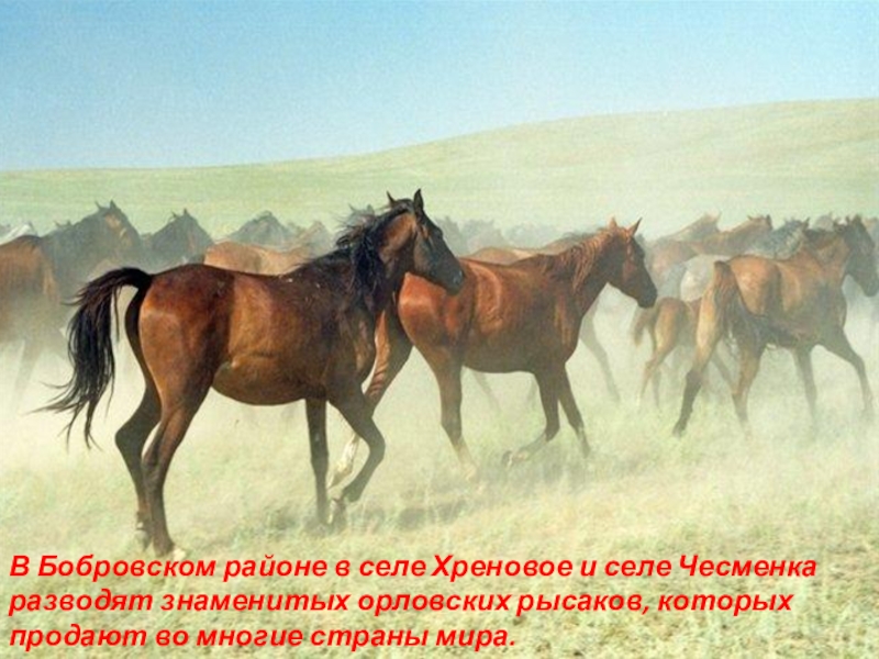 Верховая земля. Казахстан лошади. Казахская лошадь. Табун лошадей. Стадо лошадей.