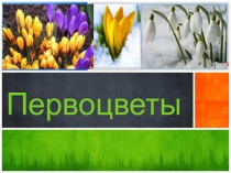 Презентация для занятия на тему Первоцветы.