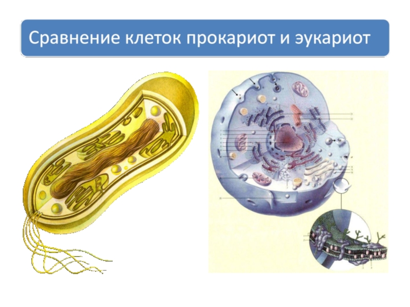 Клетка доклад. Разнообразие эукариотических клеток. Форма эукариотической клетки. Эукариотическая клетка ЕГЭ. Эукариотические среды.