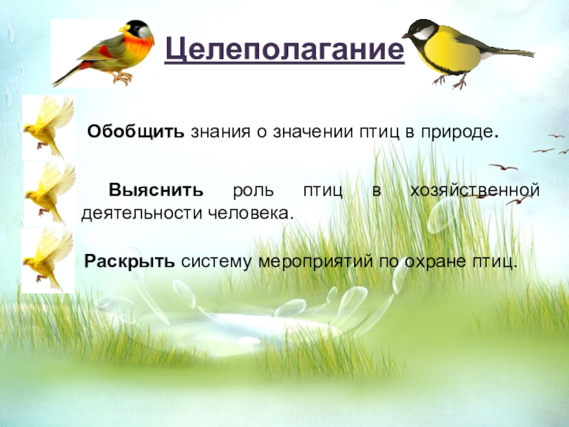 Значение птиц в природе 7 класс. Роль птиц в природе. Роль птиц в жизни человека. Птицы в жизни человека и природы. Роль птиц в природе и жизни человека.