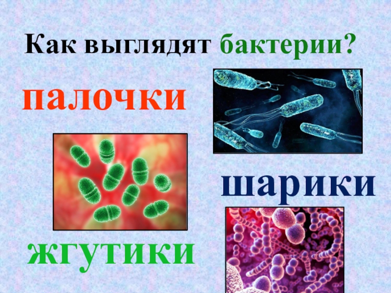 Презентация микроорганизмы их строение и значение для человека