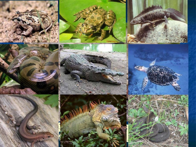 Крокодилы и лягушки какие животные. Рептилии коллаж. Интересные пресмыкающиеся. Пресмыкающиеся многообразие. Пресмыкающиеся коллаж.