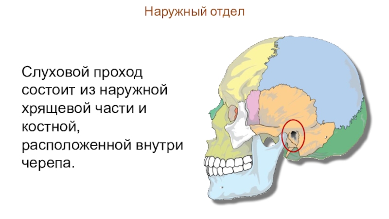 Внутреннее слуховое отверстие. Наружный слуховой проход на черепе. Слуховое отверстие в черепе. Наружный слуховой проход анатомия череп. Внутренний слуховой проход на черепе.