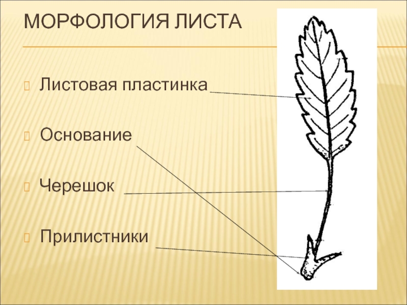 Листовая пластина