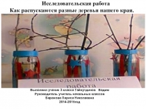 Исследовательская работа Как распускаются разные деревья
