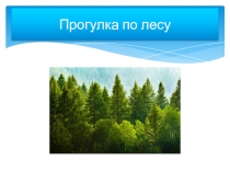 Прогулка по лесу.