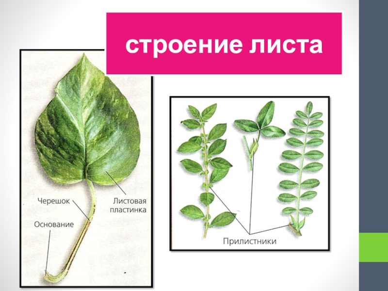 Лист биология презентация