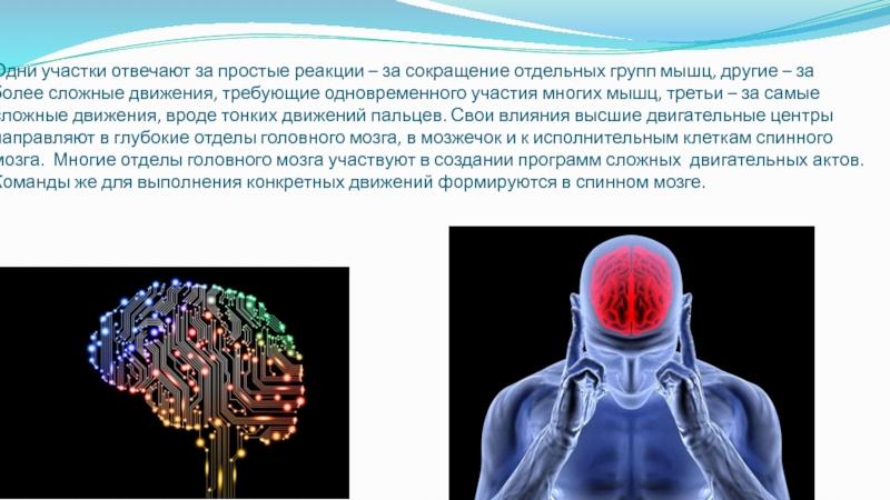 Значение нервной системы в управлении движениями и регуляции систем организма проект