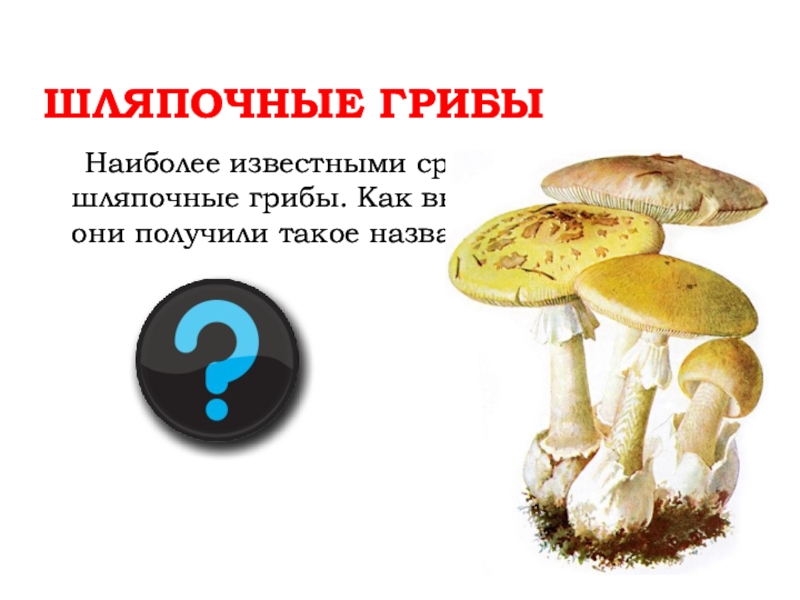 Шляпочные грибы водоросли. Шляпочные грибы. Доклад Шляпочные грибы. Шляпочные грибы 7 класс биология. Многообразие шляпочных грибовгрибов.