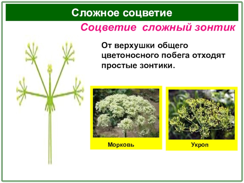 Сложный зонтик характеристика. Соцветие сложный зонтик. Соцветие сложный зонтик укроп. Растения с соцветием зонтик. Растения с соцветием сложный зонтик.