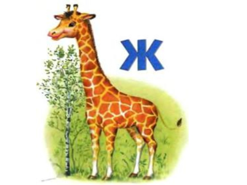 Жираф звуки буквы. Животное на букву ж. Буква ж Жираф. Буква ж для дошкольников Жираф. Буква ж картинки.