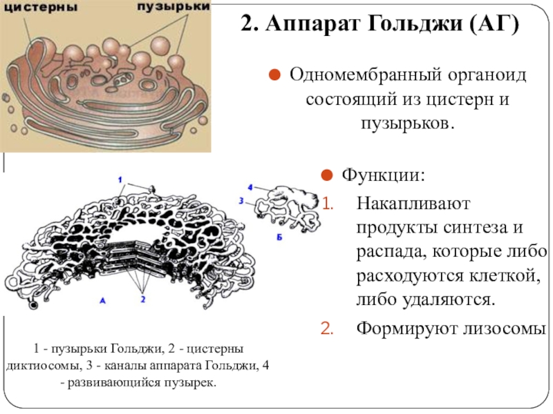 В органоиде показанном на рисунке происходит