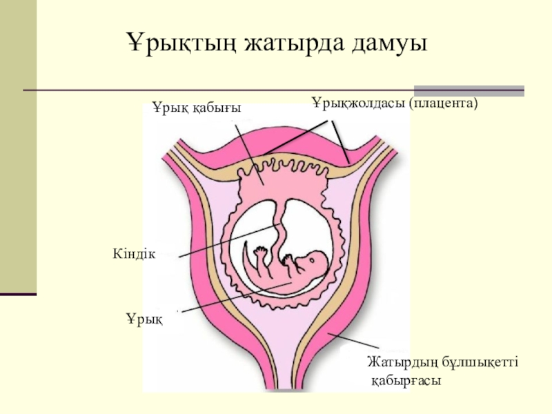 Онтогенез сатылары презентация