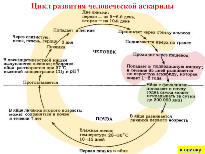 Цикл развития человеческой аскаридык списку