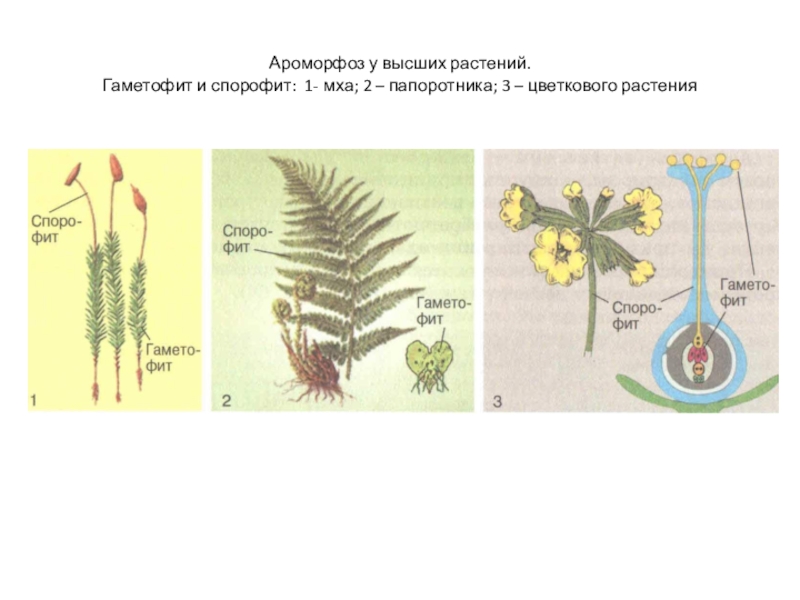 Чем является у водорослей гаметофит. Гаметофиты высших растений. Гаметофит мохообразных. Папоротниковидные гаметофит и спорофит. Строение гаметофита высших растений.
