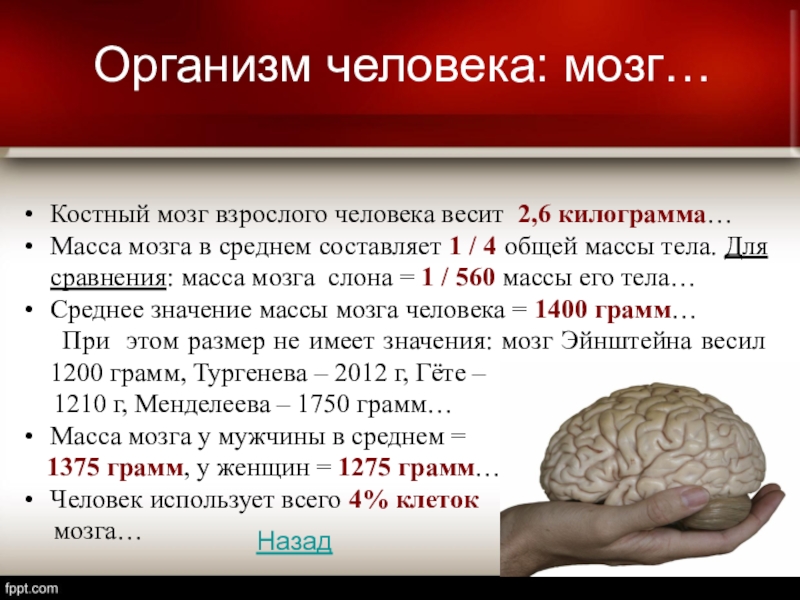 Процент мозга. Масса мозга взрослого человека в среднем. Сколько весит мозг человека.