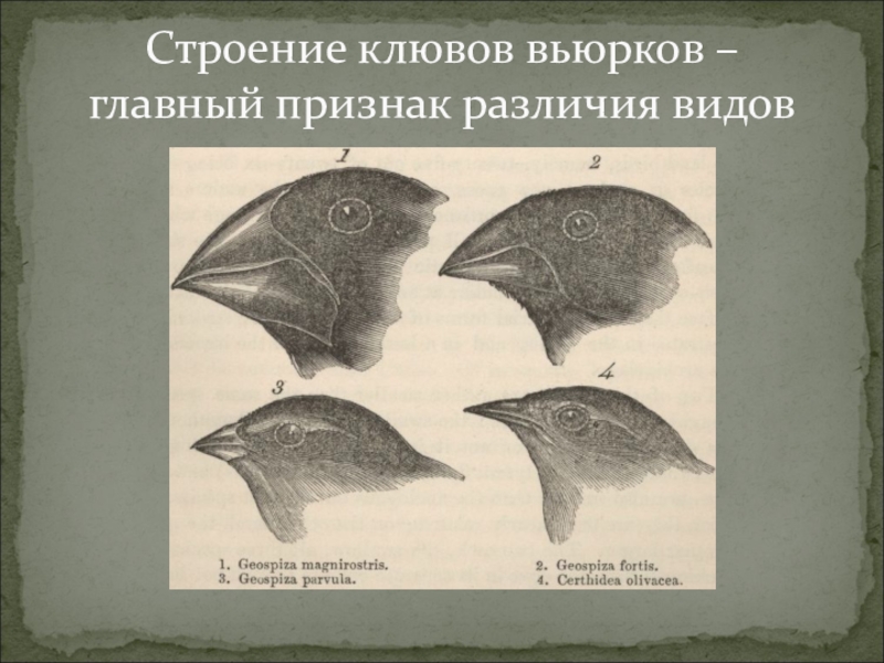 На рисунке изображены вьюрков обитающие на галапагосских островах и имеющие различную форму клювов