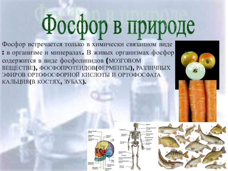 Фосфор 8. Фосфор в природе содержится. Фосфор в природе встречается в виде. Разновидности фосфора. Роль Минеральных веществ в организме человека фосфор.