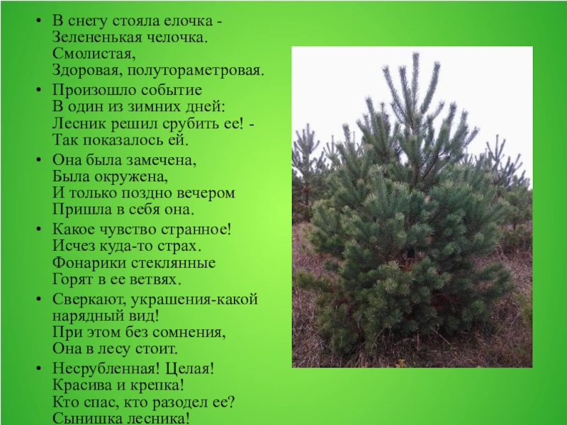 Увидел я необыкновенную елку росла она. Стихотворение в лесу стояла елочка. Стихотворение Михалкова в снегу стояла елочка. Стихотворение в лесу стояла елочка зелененькая челочка. Стихотворение с Михалков в снегу стояла елочка.