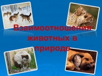 Презентация по биологии на тему Взаимоотношения животных в природе