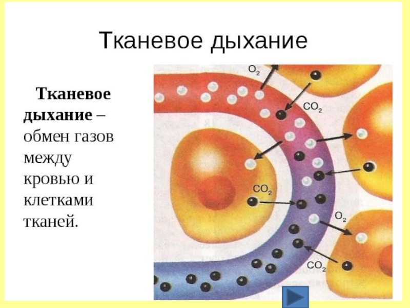 Схема тканевого дыхания