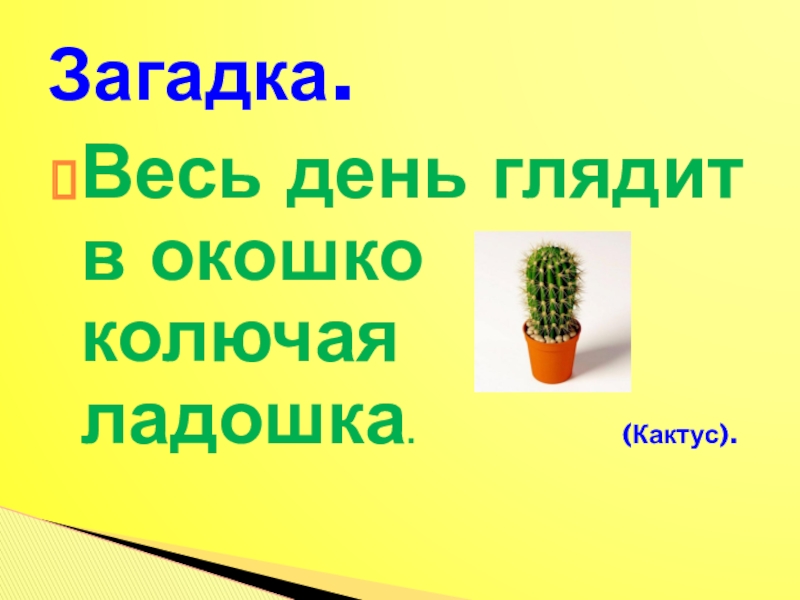 кактусы презентация для детей. стих про кактус. загадка про кактус для детей. загадки про комнатные растения. загадка про кактус.