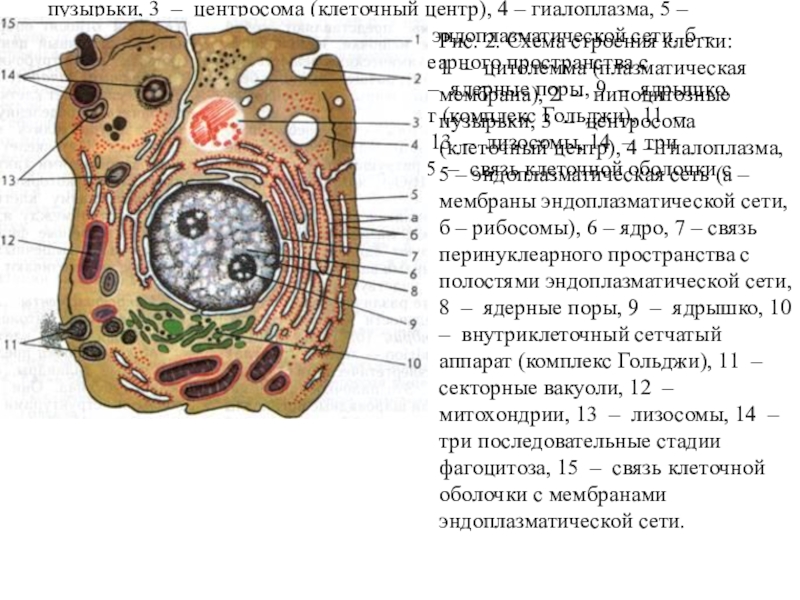 Структура клетки схема