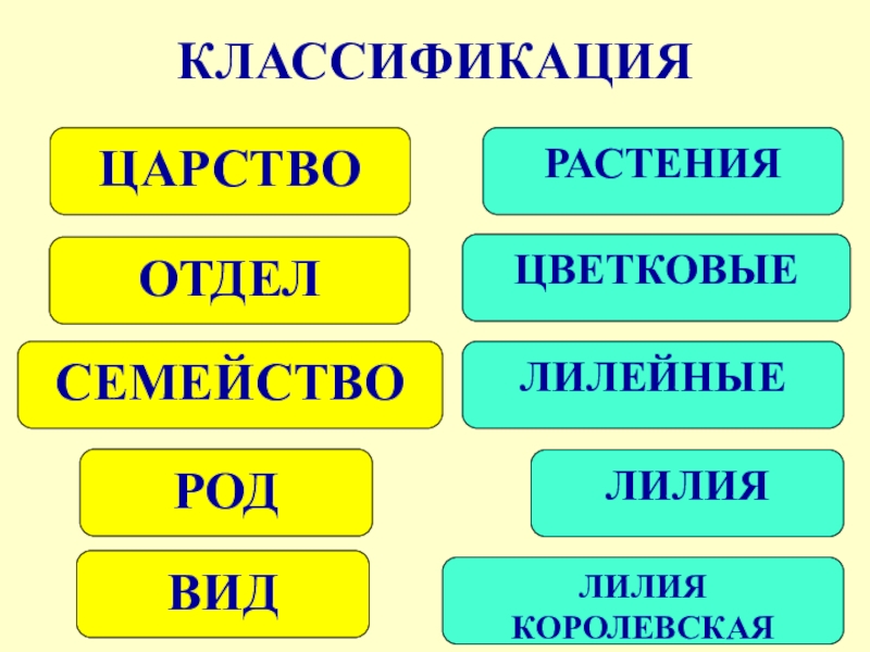 Царство отдел род вид растений. Растения царство отдел класс порядок семейство род вид. Класс отдел род царство семейство. Царствоотделклассродвид. Царство класс род вид.