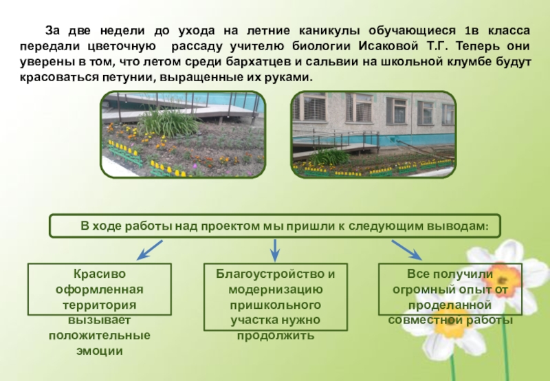 Проект выращивание рассады цветов для школьной клумбы