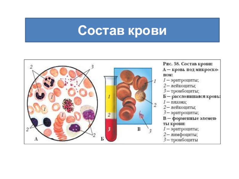 Схема состав крови 7 класс биология