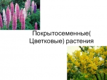 Презентация к уроку биологии. Цветковые 6 класс