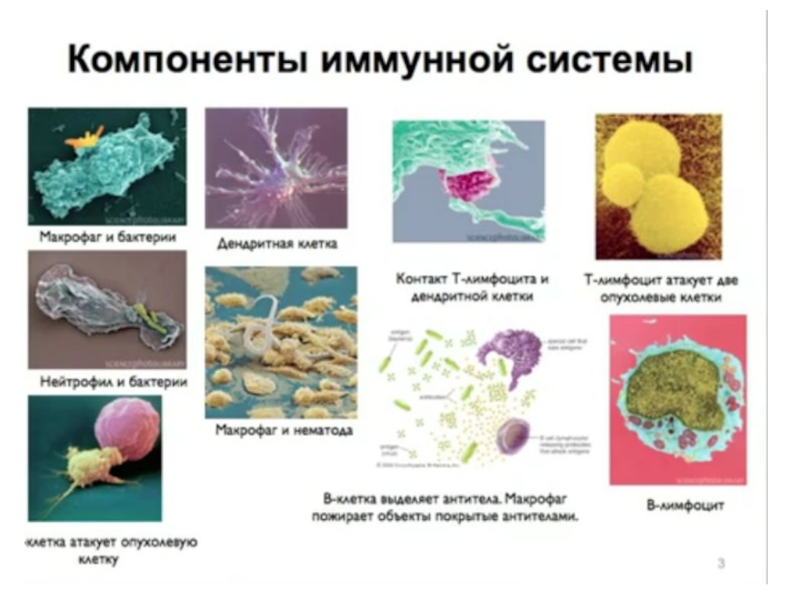 Иммунная система человека презентация