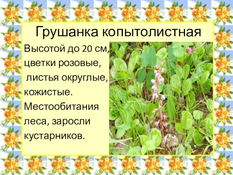 Грушанка копытолистнаяВысотой до 20 см,цветки розовые, листья округлые, кожистые.Местообитаниялеса, заросли кустарников.