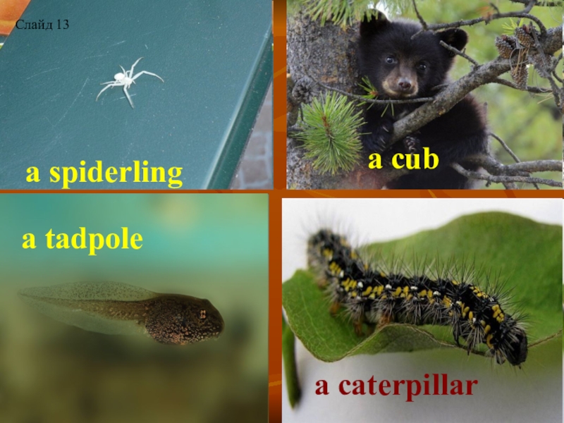 a spiderlinga cuba tadpolea caterpillarСлайд 13