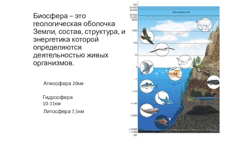 Презентация биосфера глобальная экосистема 9 класс биология