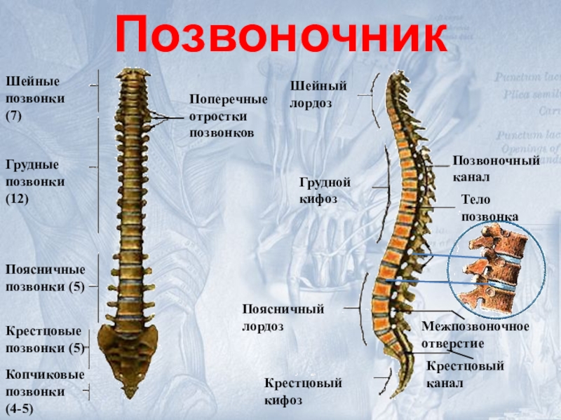 5 поясничный позвонок