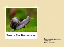 Презентация по биологии на тему Тип Моллюски ( 7 класс)