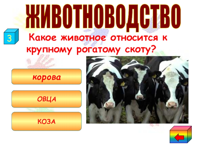 Кто относится к рогатому скоту. Породы крупного рогатого скота мясного направления продуктивности. Породы крупно рогатого скота. Крс примеры. Основные породы сельскохозяйственных животных.