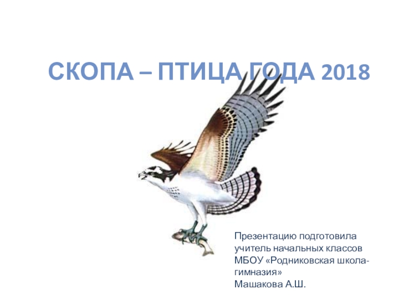 Презентация Презентация к уроку по окружающему миру Скопа птица года 2018 (начальная школа)
