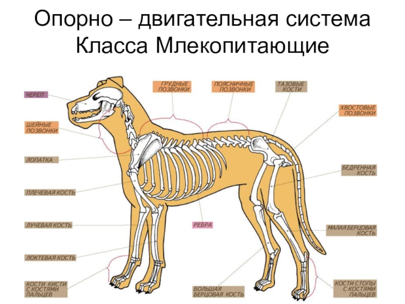 Картинки внутреннее строение млекопитающих