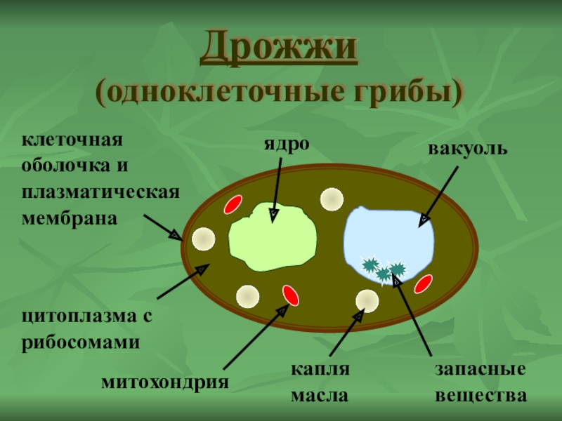 Схема строения дрожжевой клетки