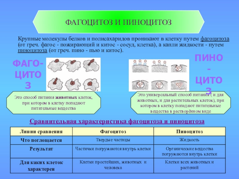 Презентация клеточная теория 9 класс биология