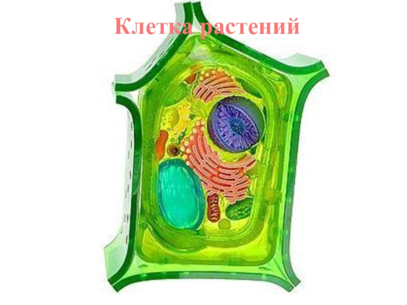 Молодая клетка растения. Биология 5 класс строение клетки растительной модель. Модель растительной клетки 5 класс биология. Макет строение растительной клетки 5 класс. Модель клетки растения биология 5 класс.