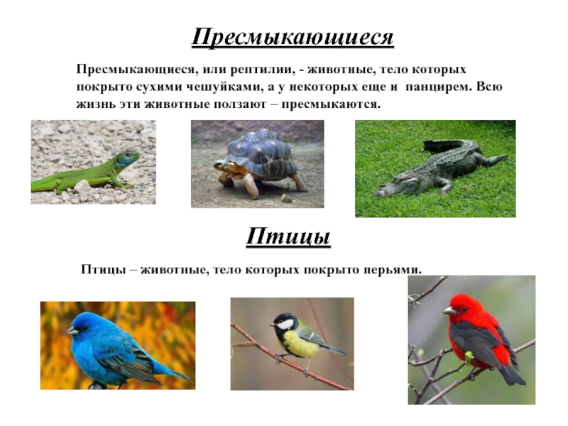 Тест пресмыкающиеся и птицы. Разнообразие животных. Разнообразие животных 3 класс. Пресмыкающиеся птицы. Разнообразие животные 3 класс окружающий мир.