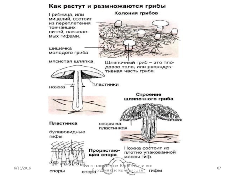 Схема грибов 7 класс