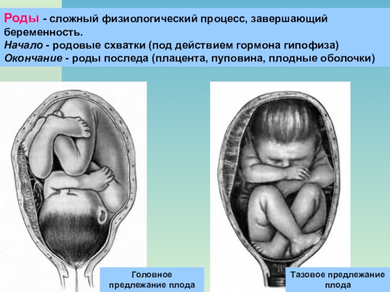 Роды презентация кратко