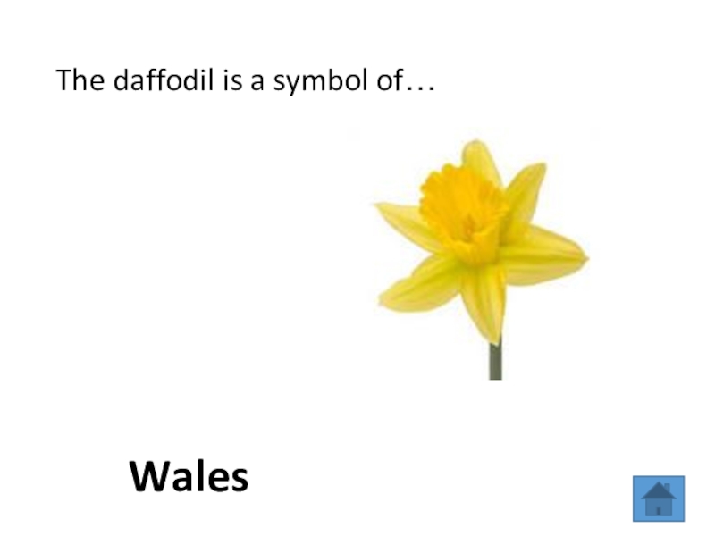 Daffodil symbol