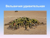 Презентация по биологии на тему: Вельвичия удивительная (6 класс)