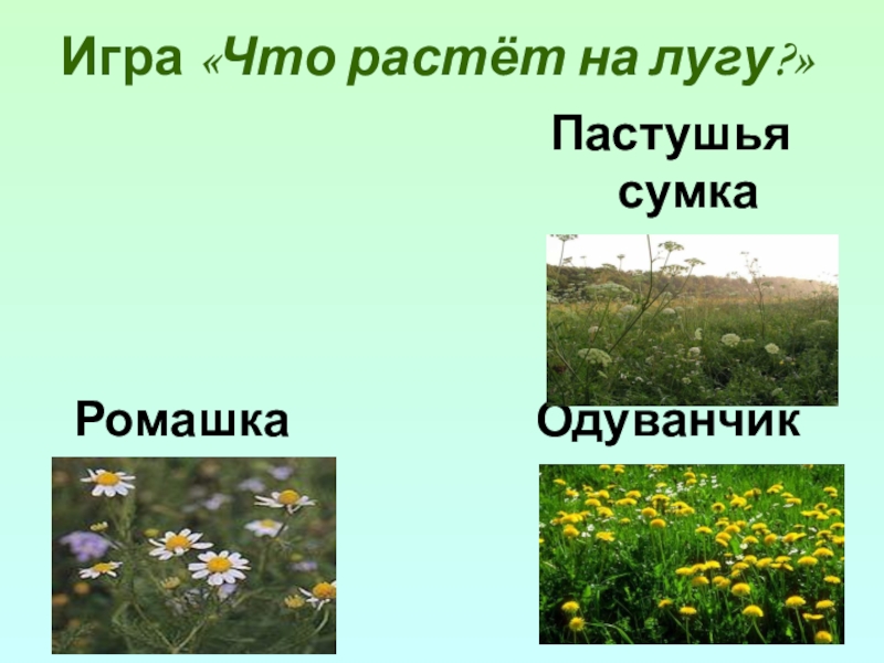 На лугу ответы на вопросы. Что растет на лугу. Одуванчик природное сообщество. Что растет на лугу 4 класс. Пастушья Ромашка.