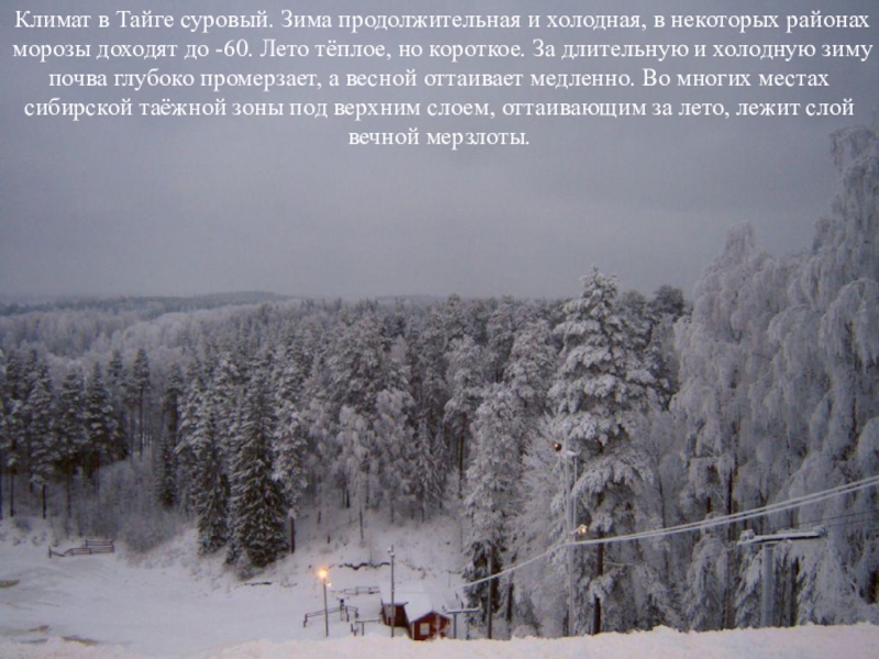 Зимняя температура в тайге. Климат тайги зимой и летом. Климатические условия тайги. Климат тайги зима. Климат тайги в России.